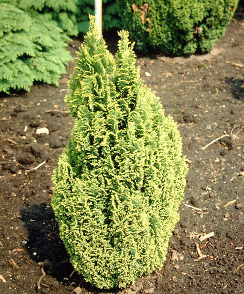 CHAMAECYPARIS lawsoniana ´Ellwoods Gold´