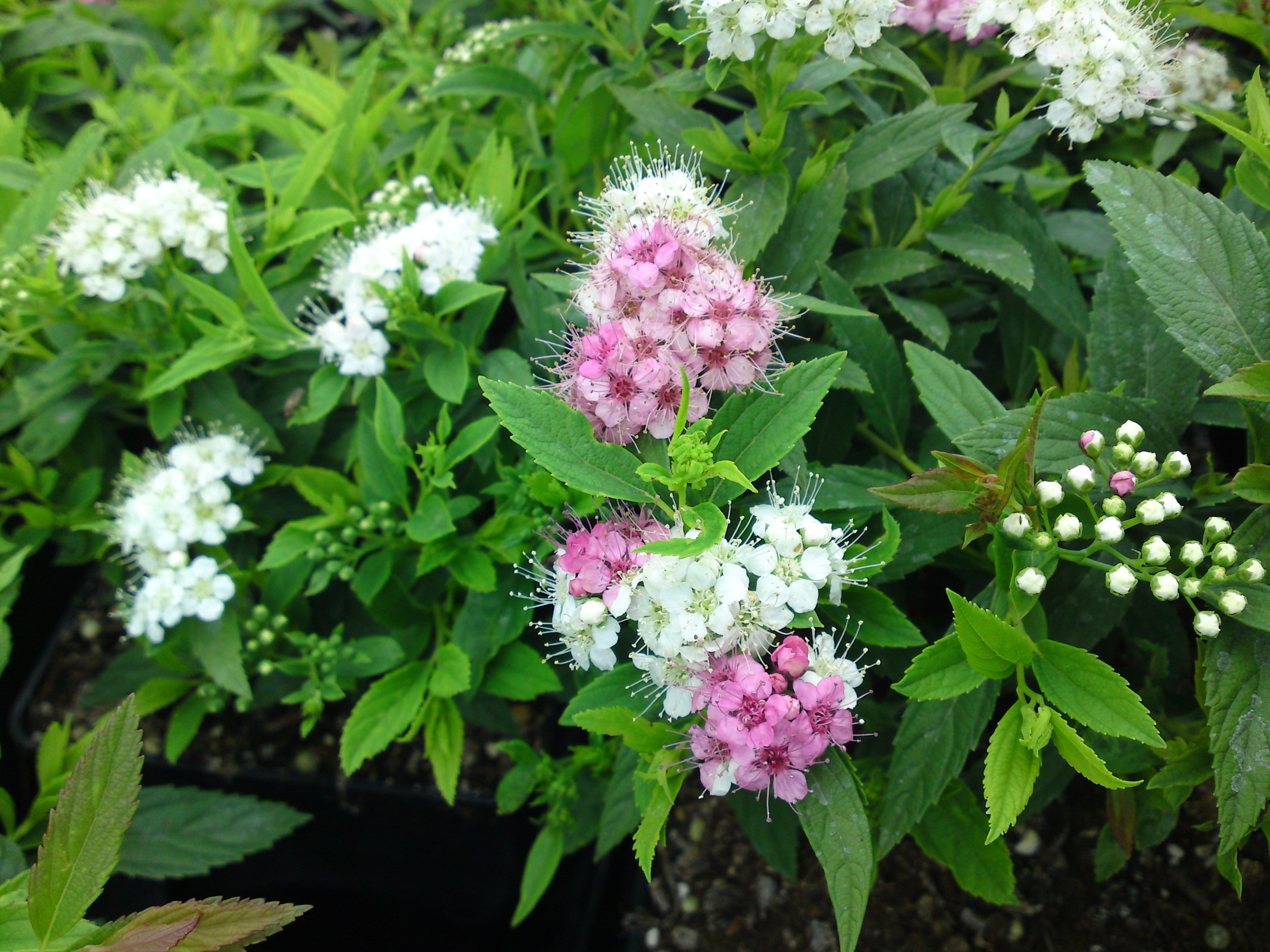 SPIRAEA japonica ´Shirobana´ (= ´Genpei´, ´Shibori´)