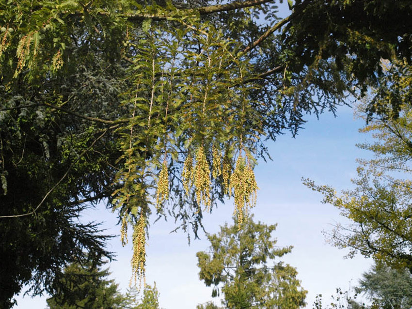 TAXODIUM distichum