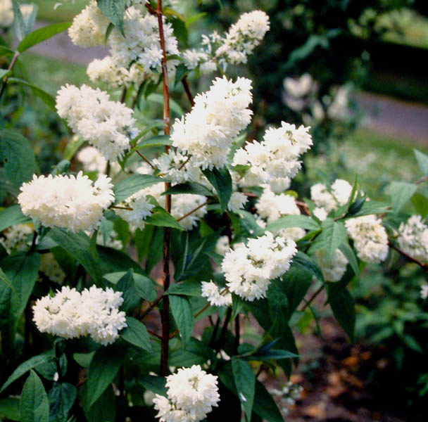 Tall Deutzia 