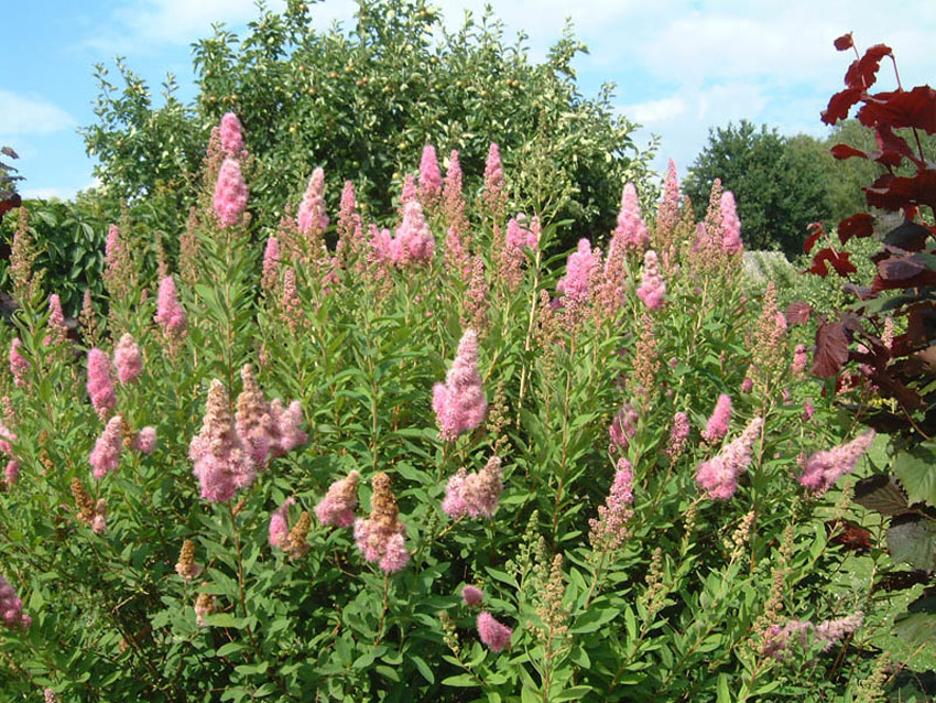 SPIRAEA billardii ´Triumphans´