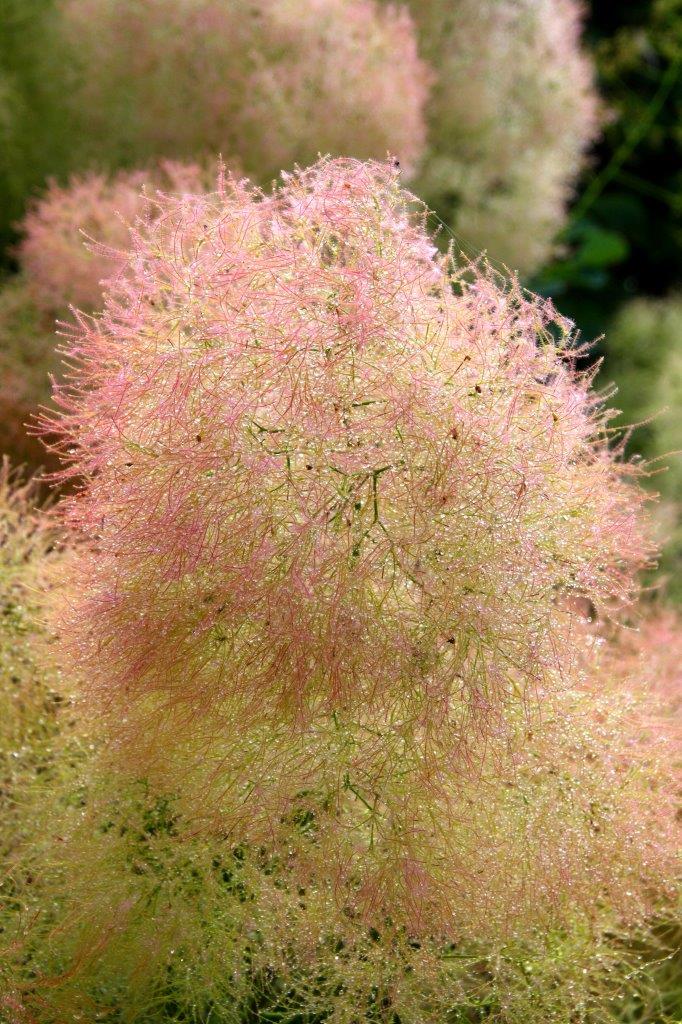 Cotinus-Young-Lady-1