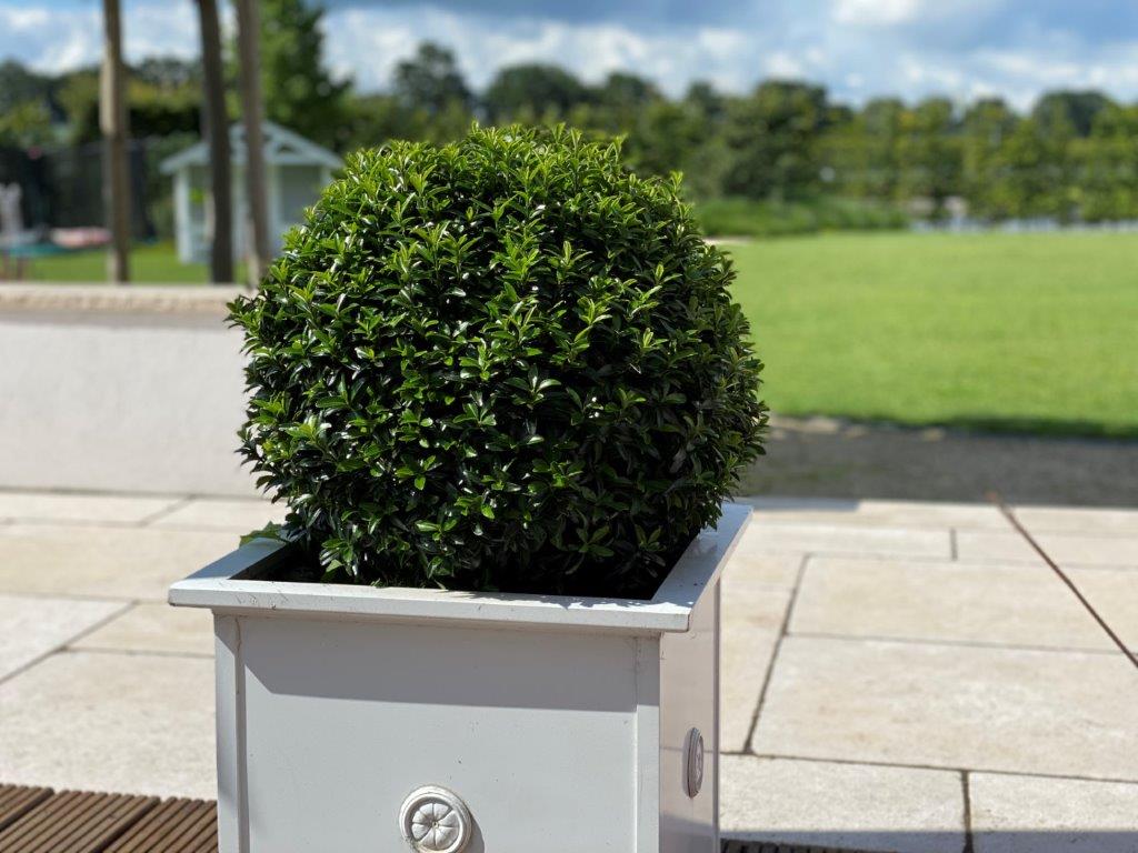 EUONYMUS-japonicus-Green-Empire-R-57