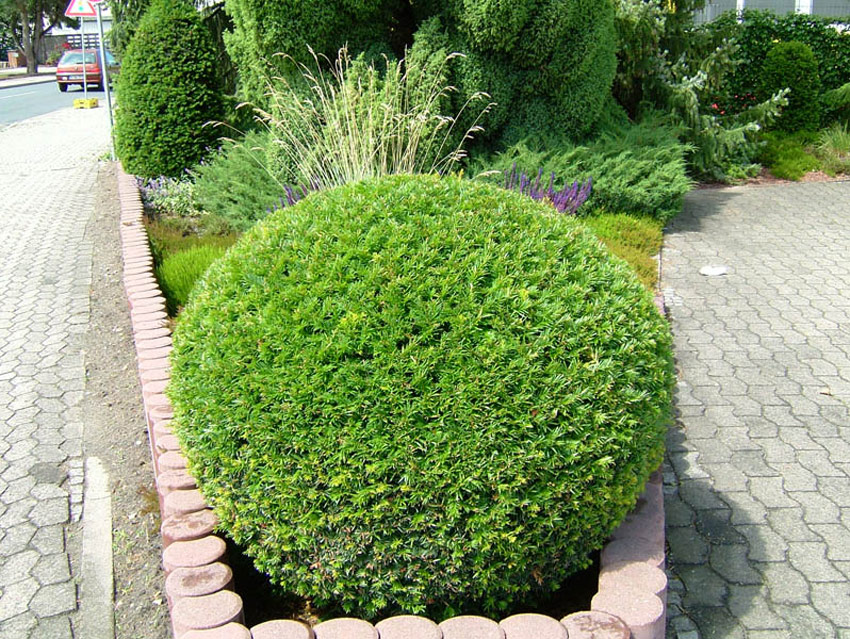 taxus-baccata-11