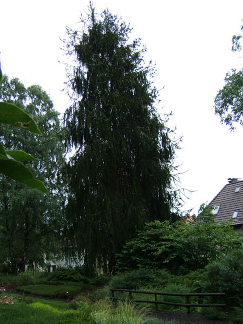 PICEA abies ´Inversa´