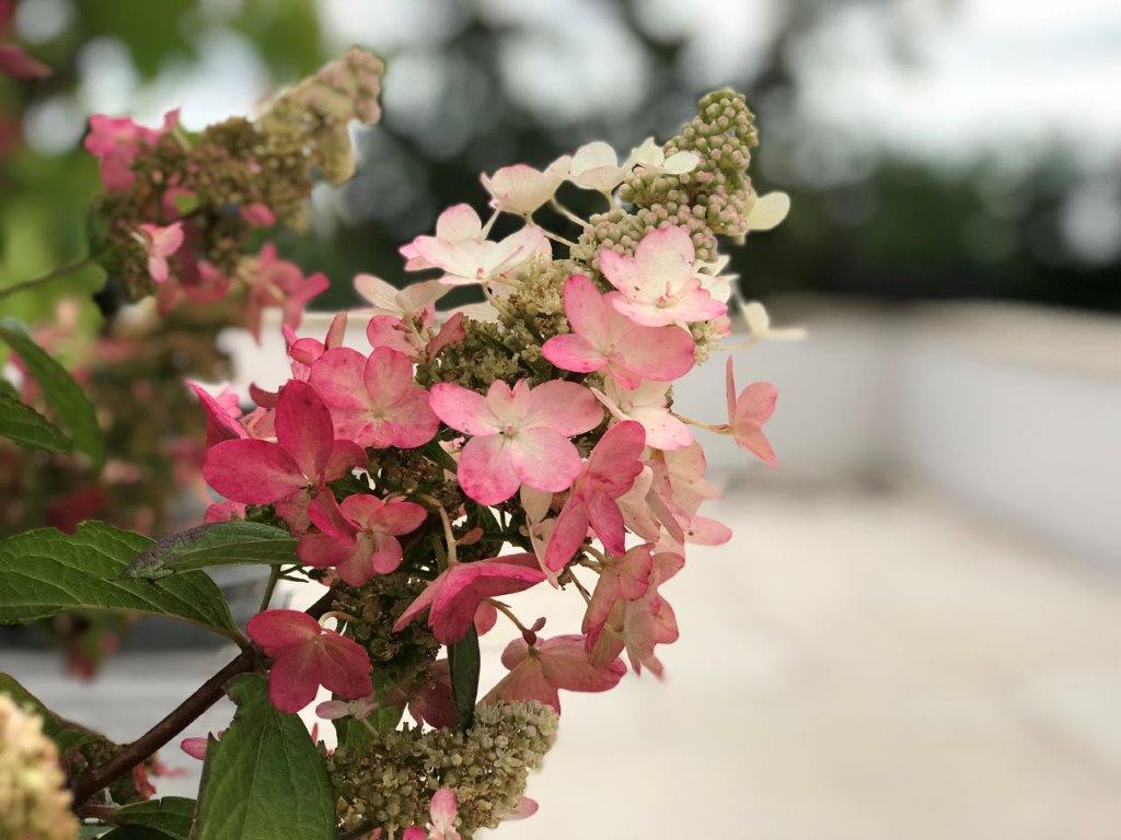 HYDRANGEA-paniculata-Magical-Vesuvio-46