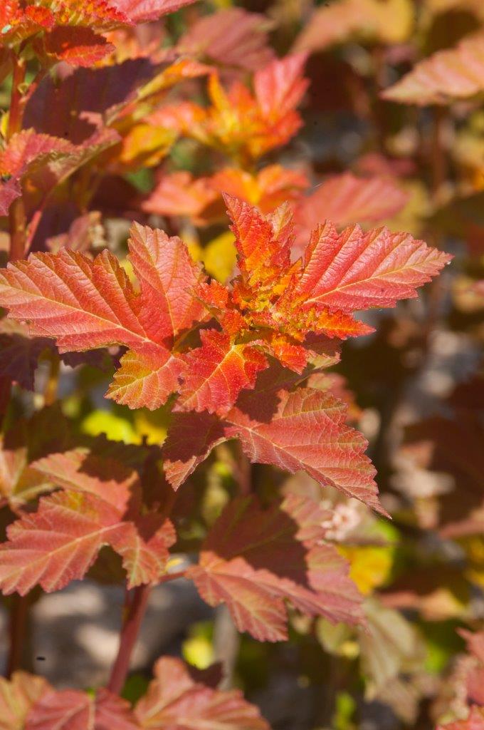 PHYSOCARPUS-opulifolius-Amber-Jubilee-13