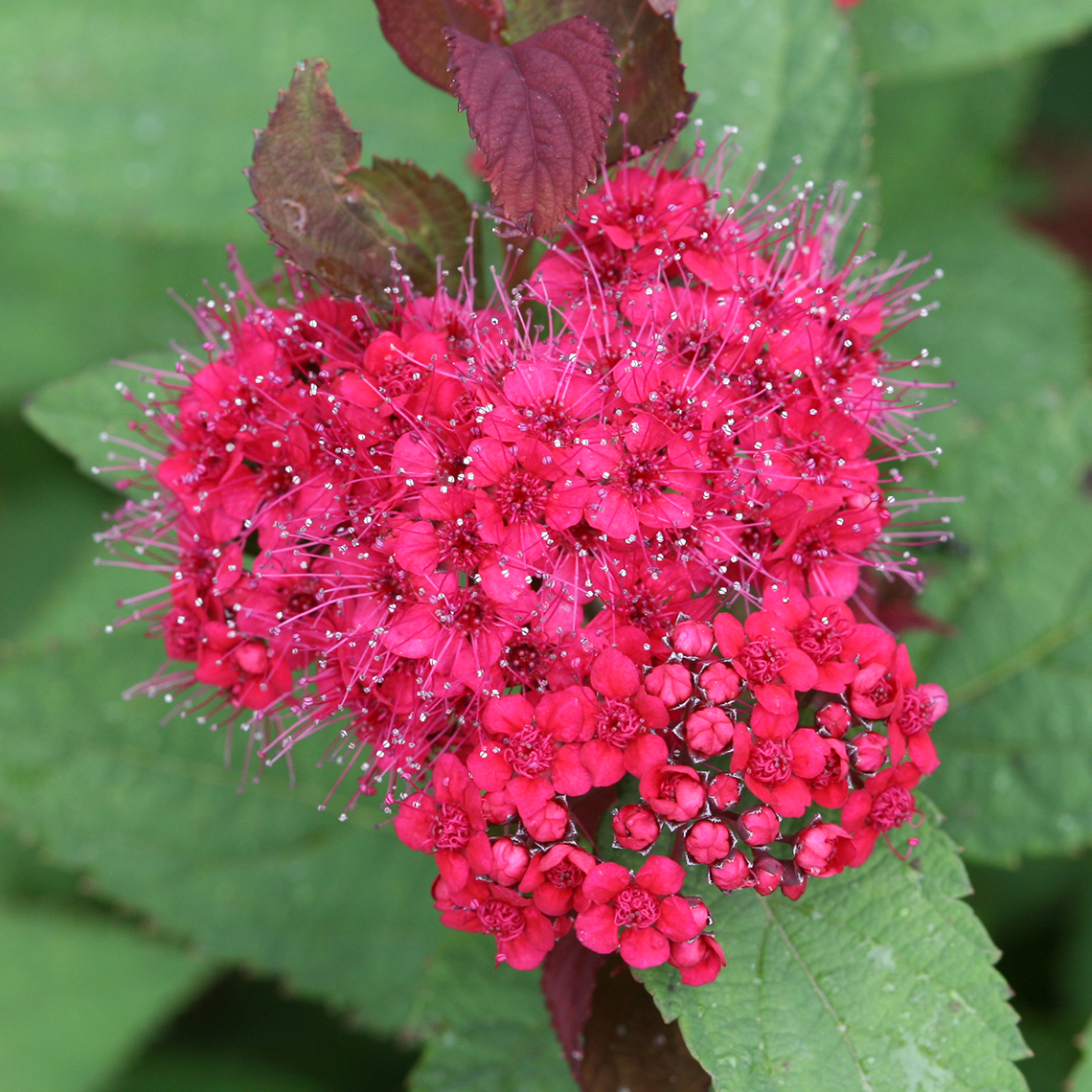 Spiraea-Double-Play-Doozie-2