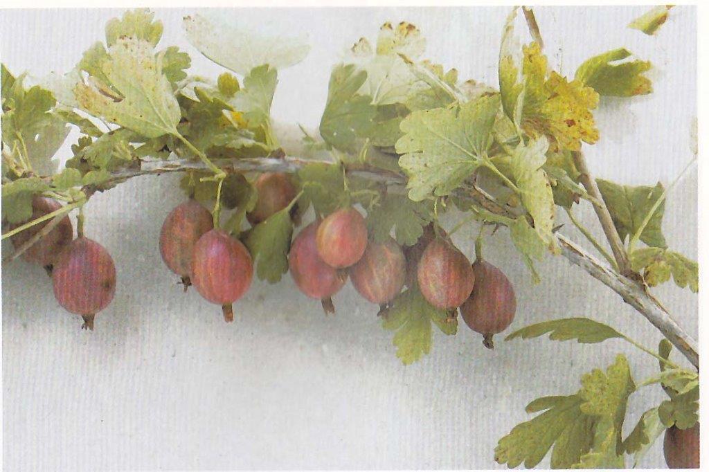 RIBES uva-crispa ´Captivator´