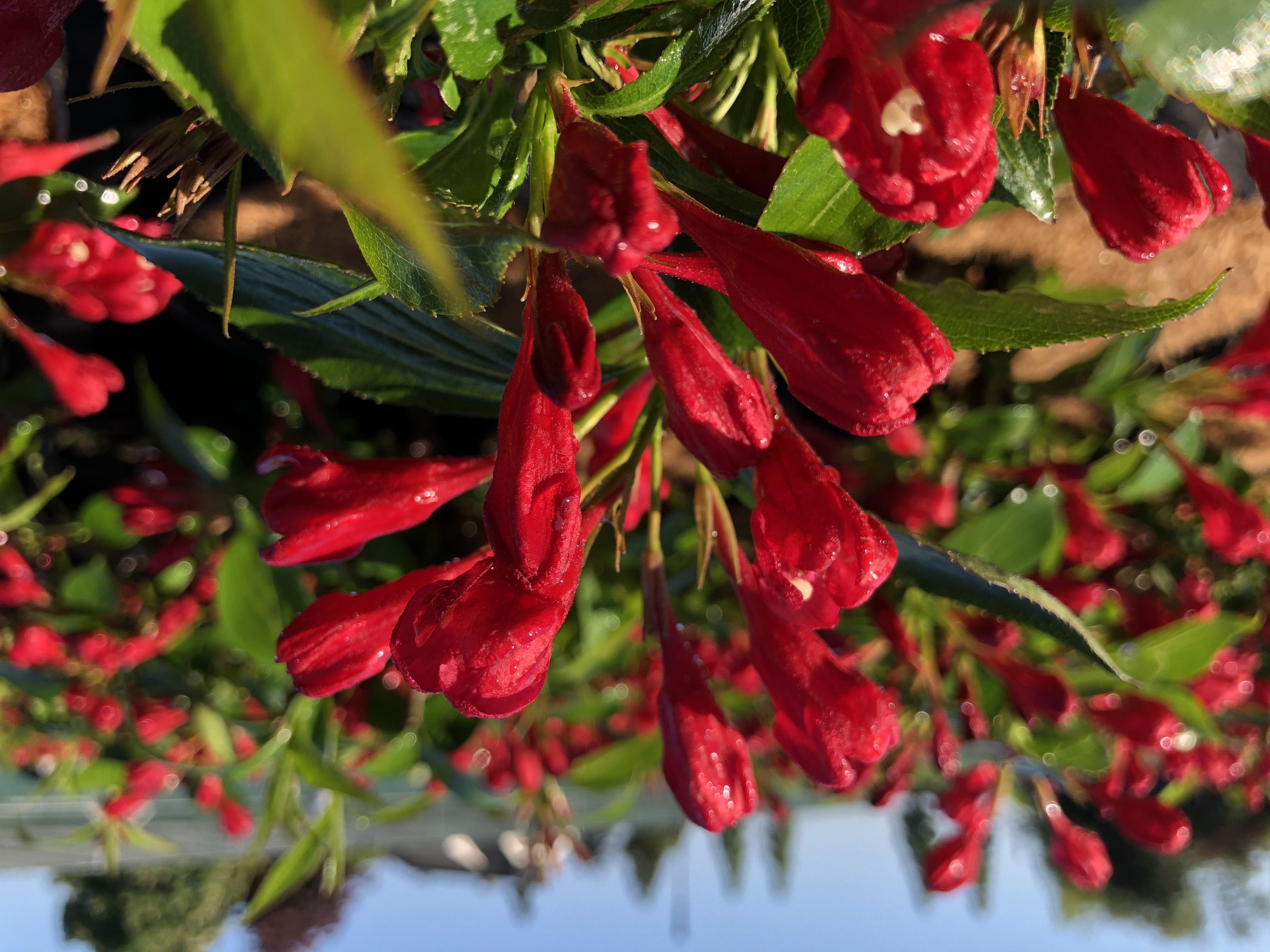 WEIGELA florida ´All Summer® Red´ (´Slingco1´)Ⓢ