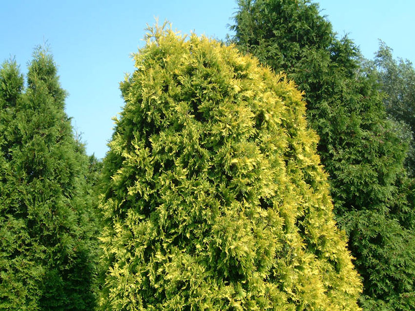 thuja-occidentalis-sunkist American arborvitae, Northern arborvitae, Northern white cedar