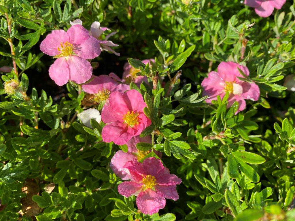 POTENTILLA-fruticosa-Lovley-Pink-5