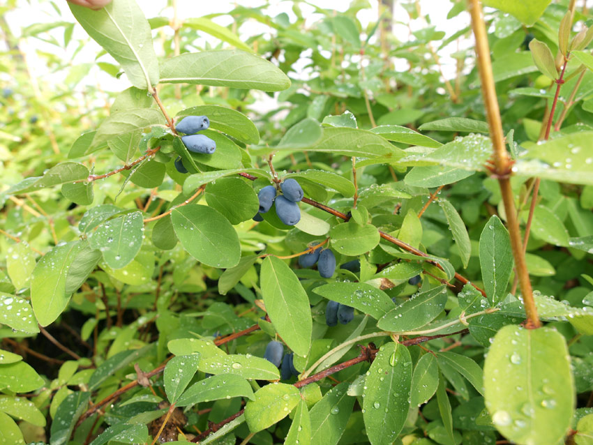 lonicera-kamtschatika-kalinka-indigo-6 LONICERA kamtschatica ´Kalinka´® (´KOJULKK´)