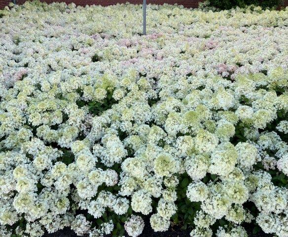 HYDRANGEA-paniculata-Bobo-40
