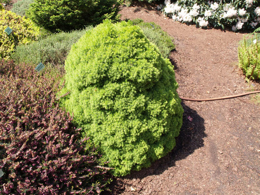 PICEA glauca ´Alberta Globe´