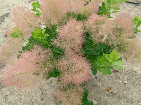 cotinus-coggygria-young-lady-5