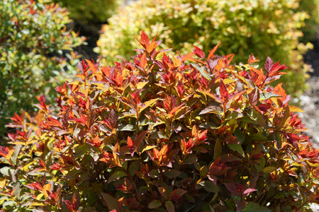 double_play_doozie_spirea_1QfMZwKbt40pOY