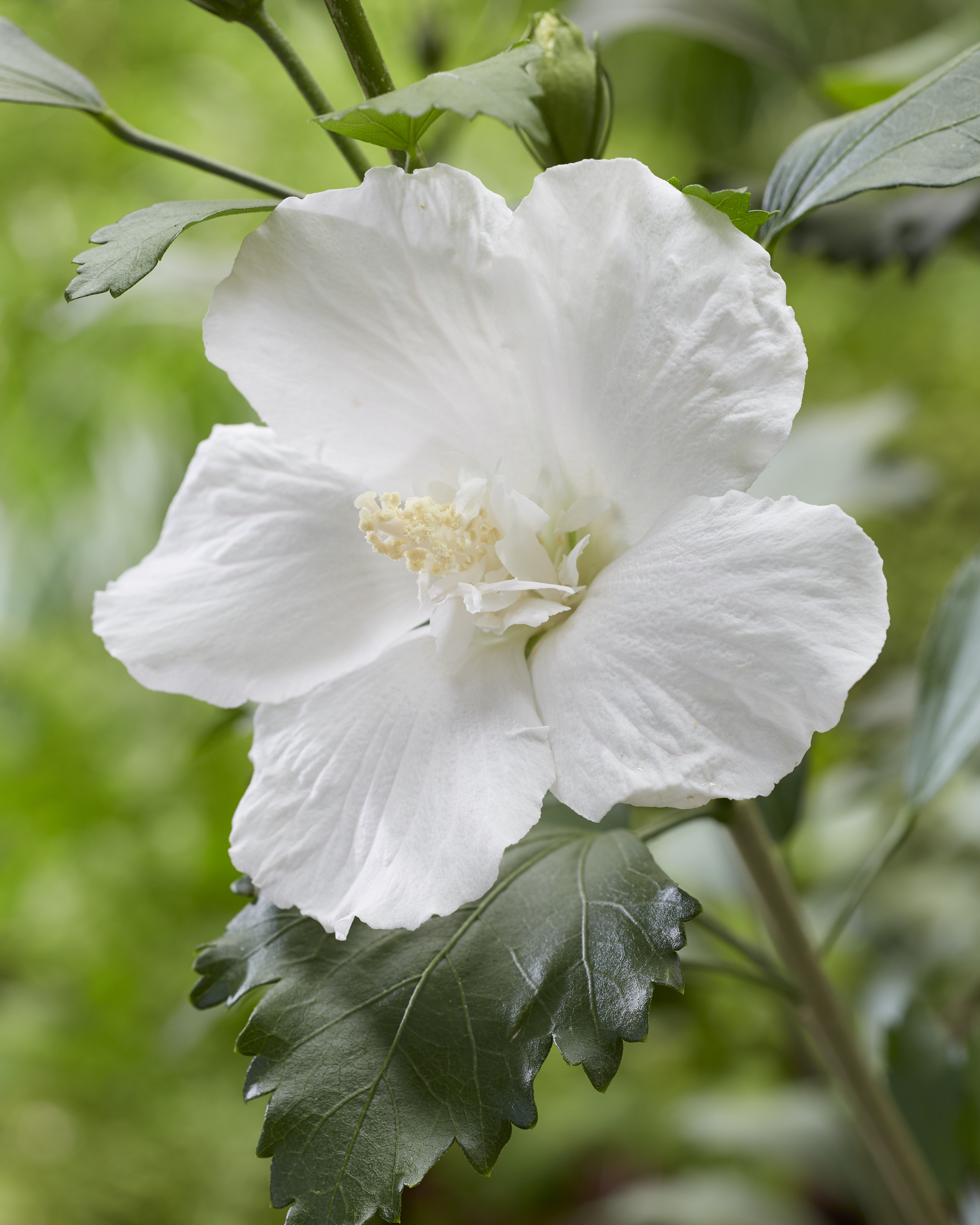 HIBISCUS syriacus ´Flower Tower White (´Gandini van Aart´)Ⓢ