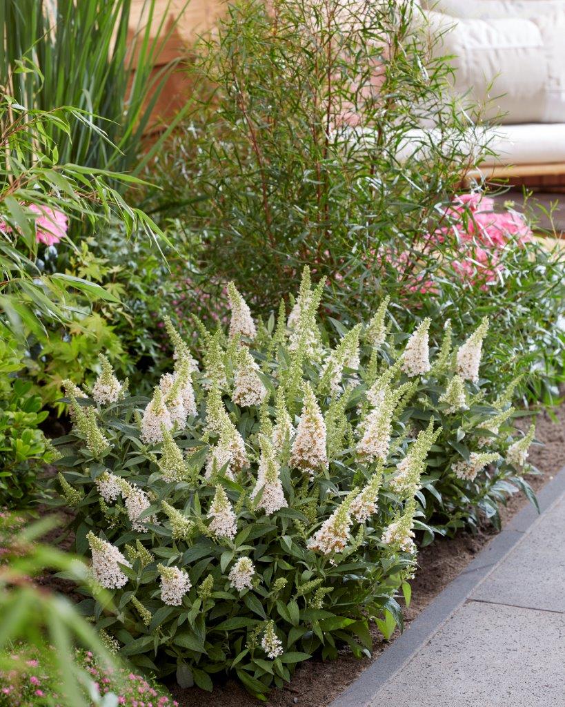 Buddleja-Butterfly-Candy-Little-White_visi198556