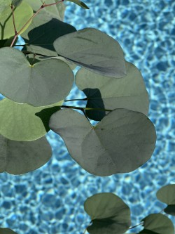 CERCIS griffithii ´Blue Lagoon´ (´RAFMAR1´)Ⓢ 