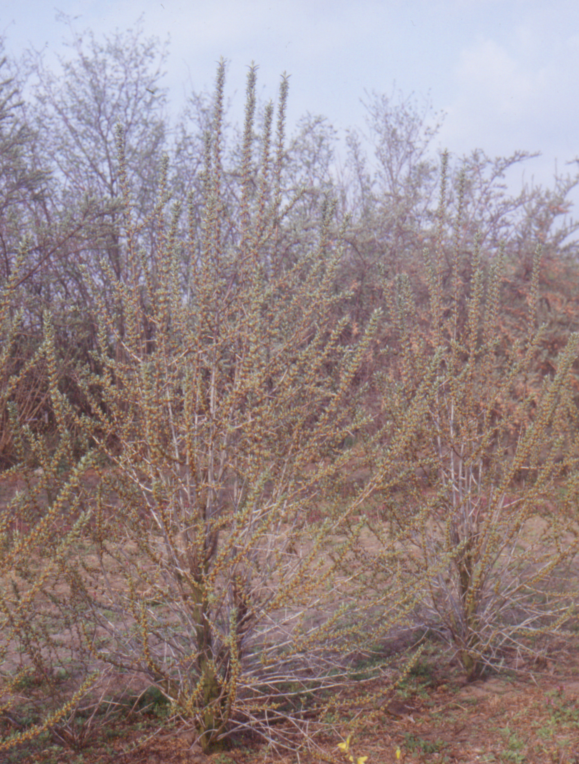 HIPPOPHAE rhamnoides ´Pollmix S 5´