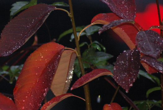 amelanchier-pince-william-5