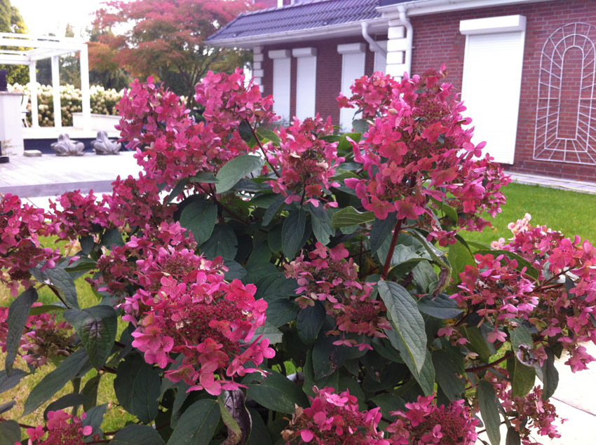 hydrangea-paniculata-wims-red-10