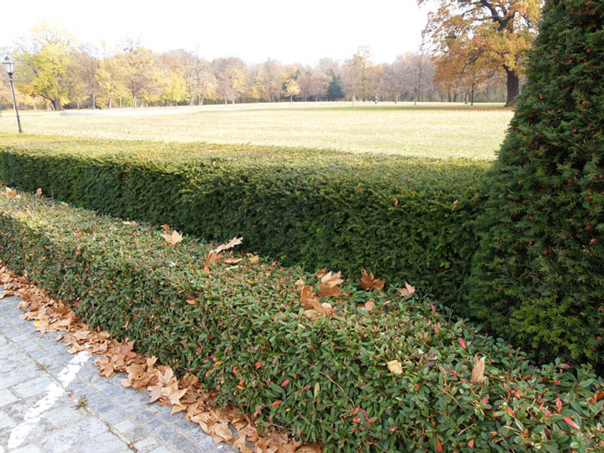 taxus-baccata-12_1
