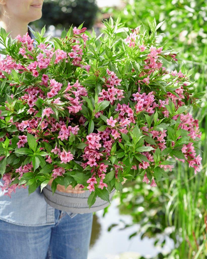 Weigela-Picobella-Rosa-7