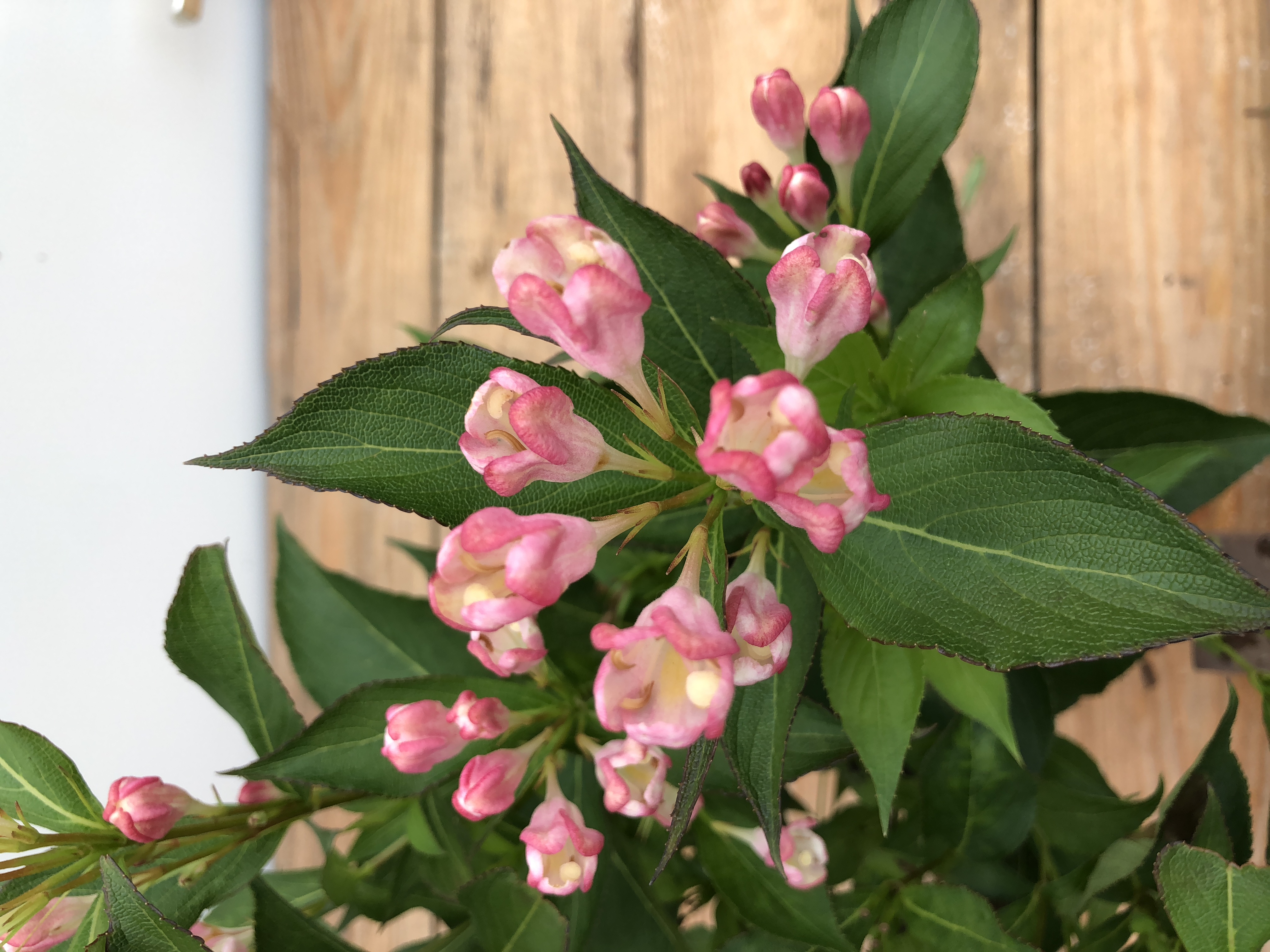WEIGELA florida ´All Summer® Peach´ (´Slingpink´)Ⓢ