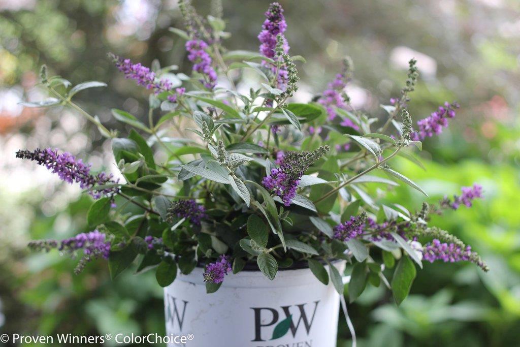 buddleja-blue-chip-jr-3