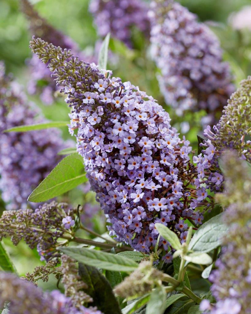 Buddleja-Butterfly-Candy-Lila-Sweetheart_visi198586