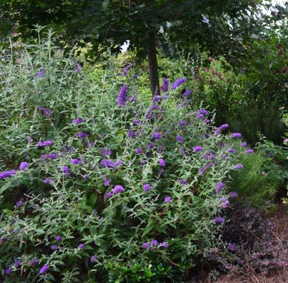BUDDLEJA davidii ´Groovy Grape´ (´PIIBDI-I´)Ⓢ FE®