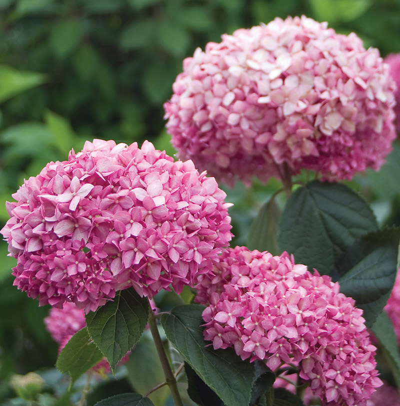 hydrangea-arborescens-pink-annabelle-1253b13e710de62 HYDRANGEA arborescens ´Pink Annabelle´® (´Invincibelle® Spirit II´) (´NCHA 2´)Ⓢ PW®