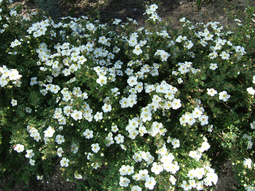 potentilla-fruticosa-abbotswood-2 POTENTILLA fruticosa ´Abbotswood´