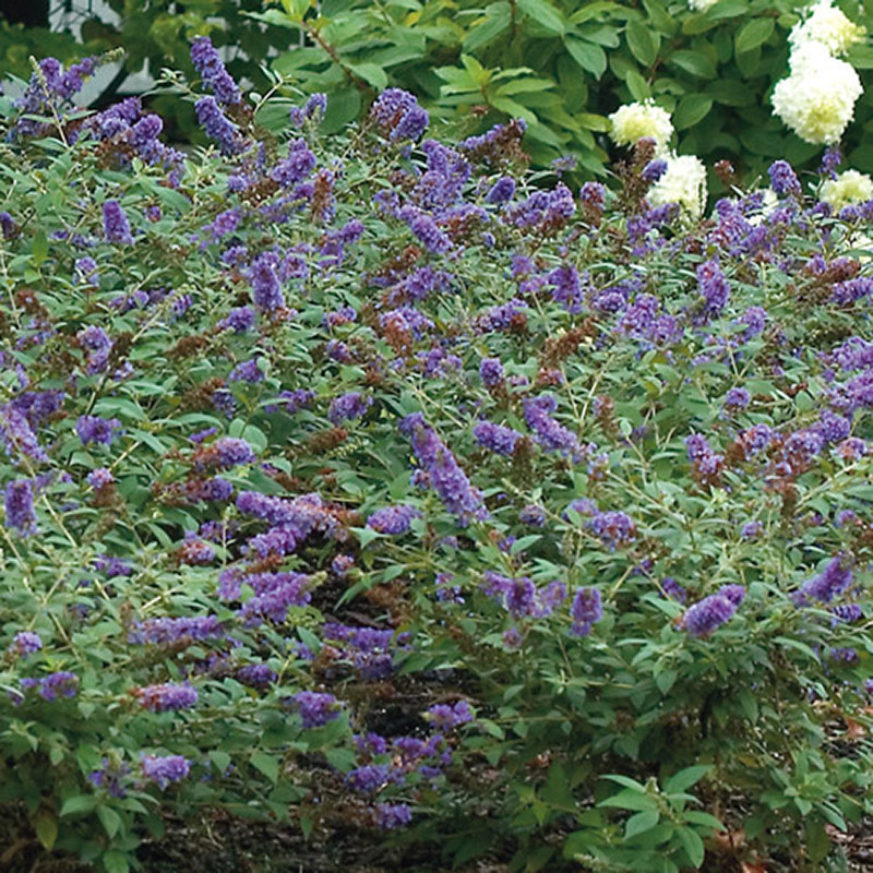 buddleia-bluechip5-253b13e6556b9f
