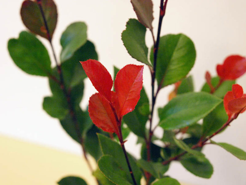 photinia-fraseri-little-red-robin-9