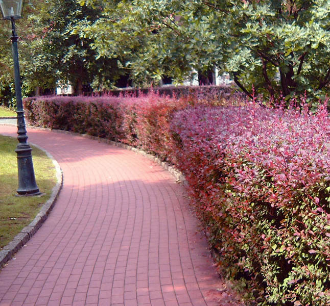 BERBERIS ottawensis ´Superba´