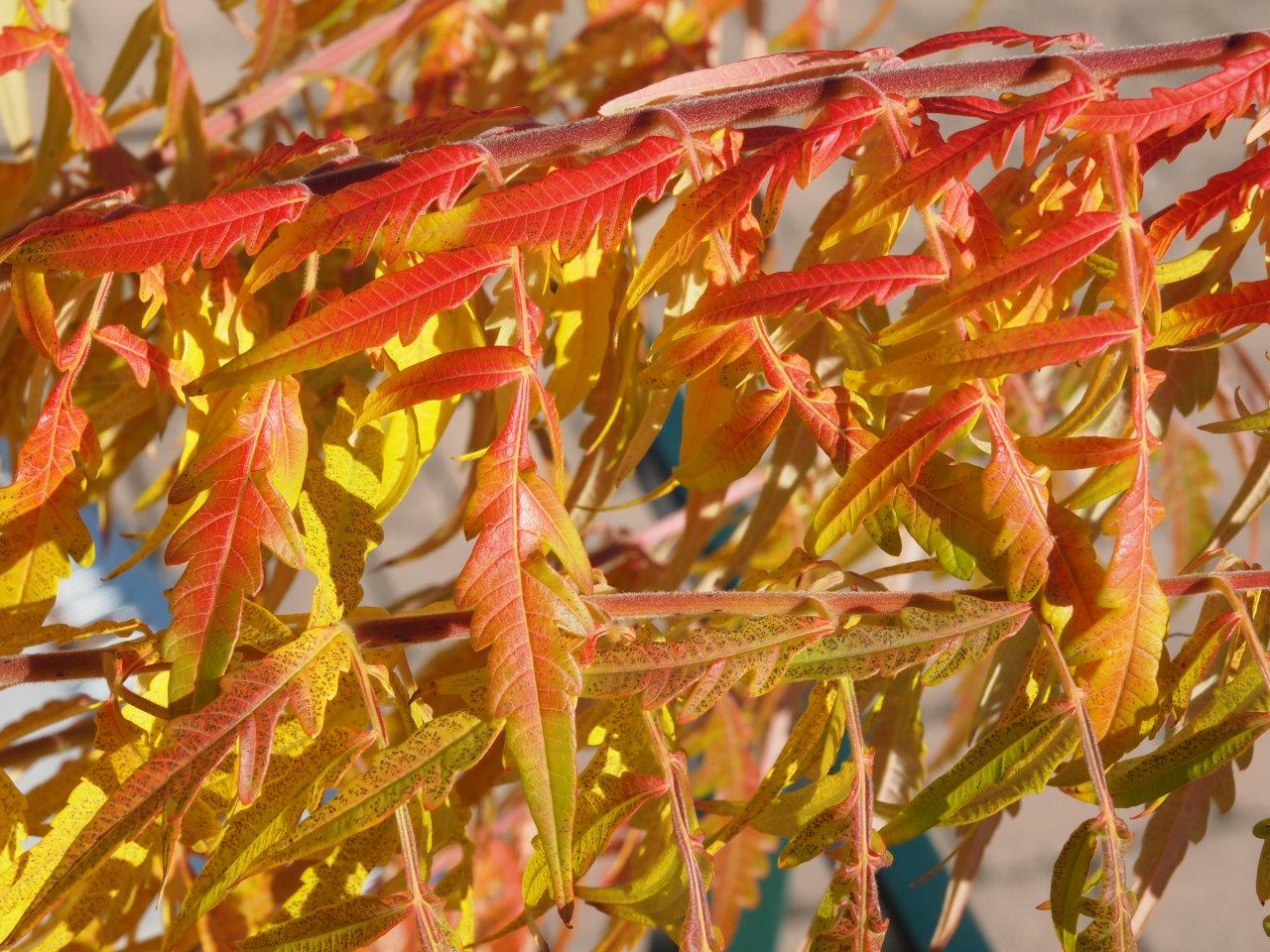 RHUS-typhina-Tiger-Eyes-17