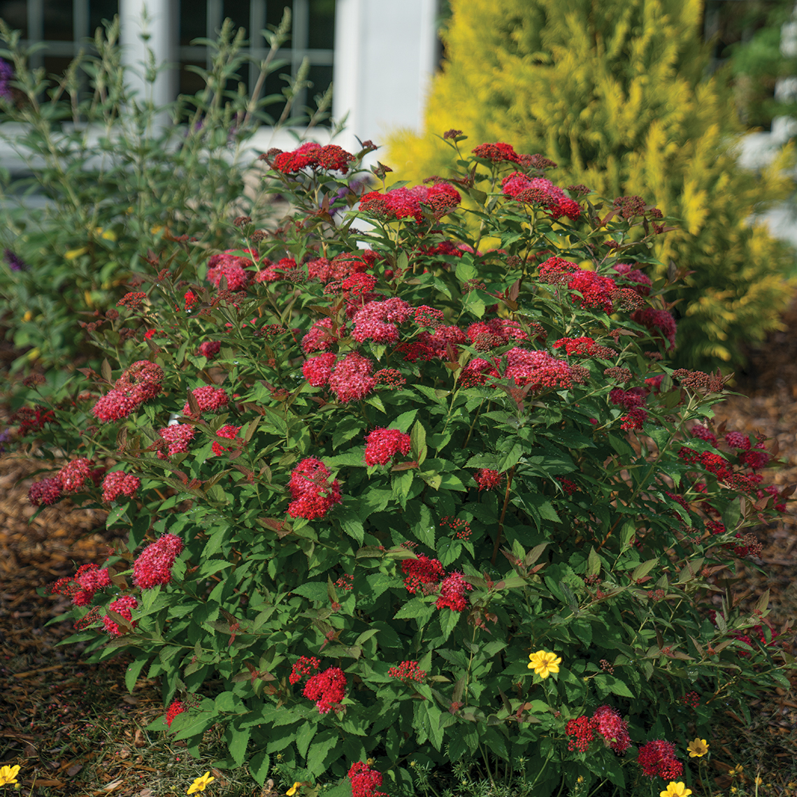 Spiraea-Double-Play-Doozie-1