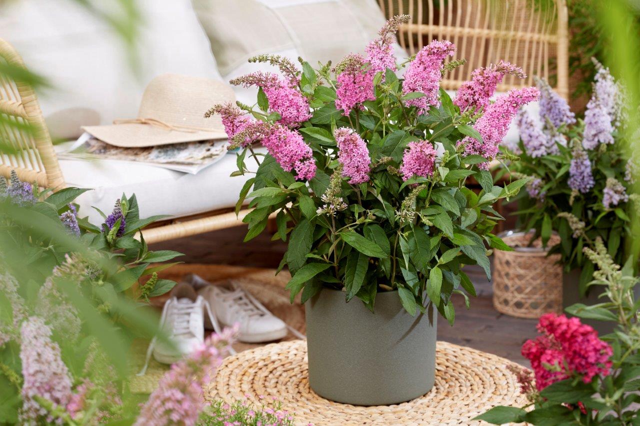 Buddleja-Butterfly-Candy-Little-Pink_visi198553