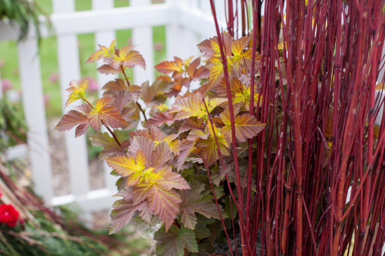 PHYSOCARPUS-opulifolius-Amber-Jubilee-52