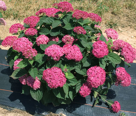 invincibelle_ruby_hydrangea_8b