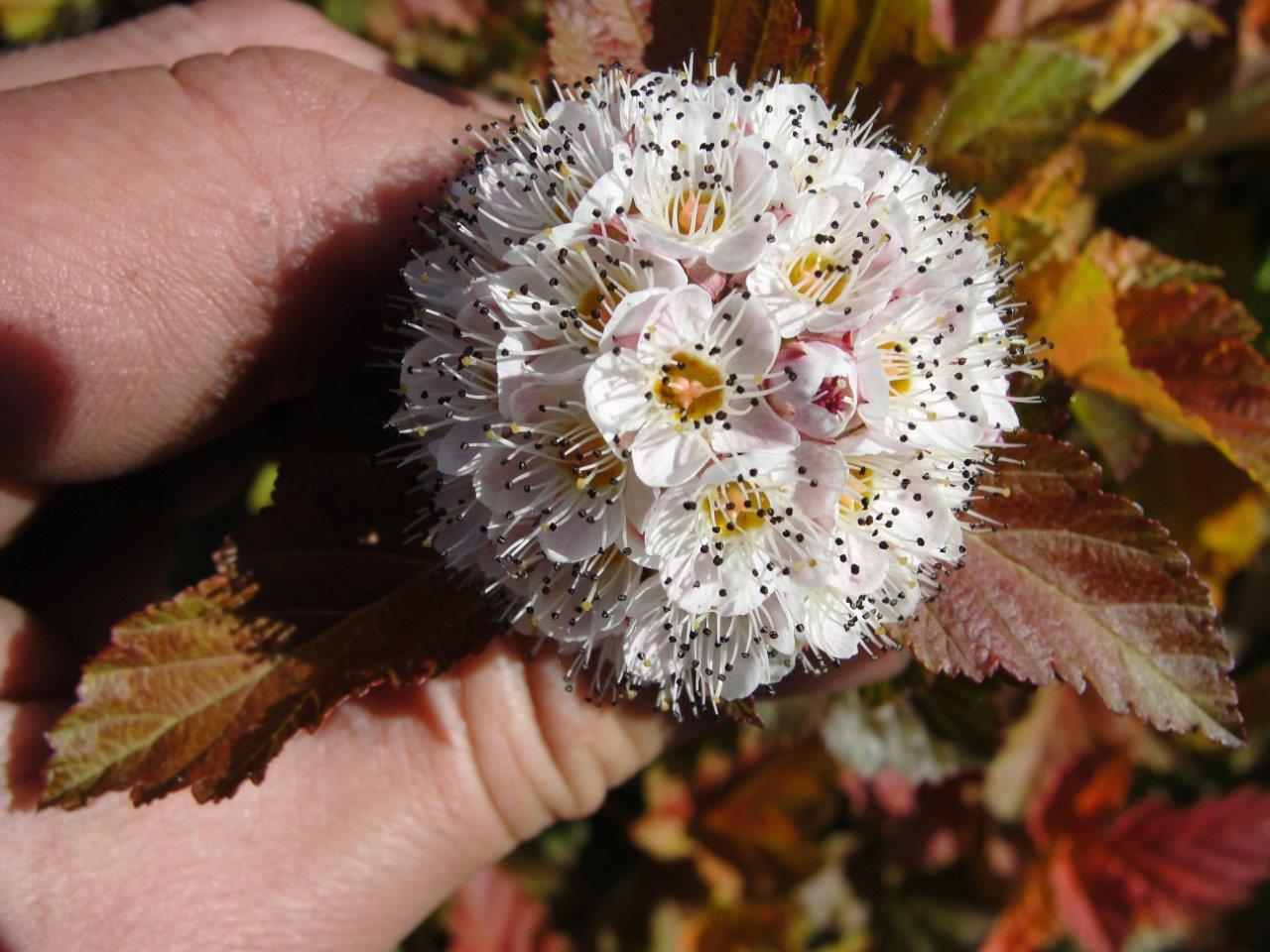 PHYSOCARPUS-opulifolius-Amber-Jubilee-74