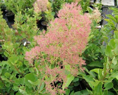 cotinus-coggygria-young-lady-3545b4823e7cfc