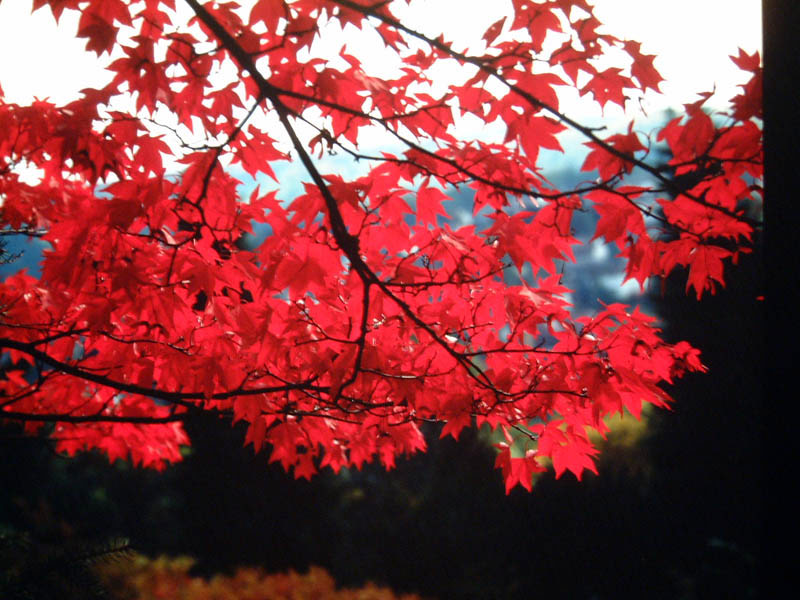 ACER palmatum ´Atropurpureum´
