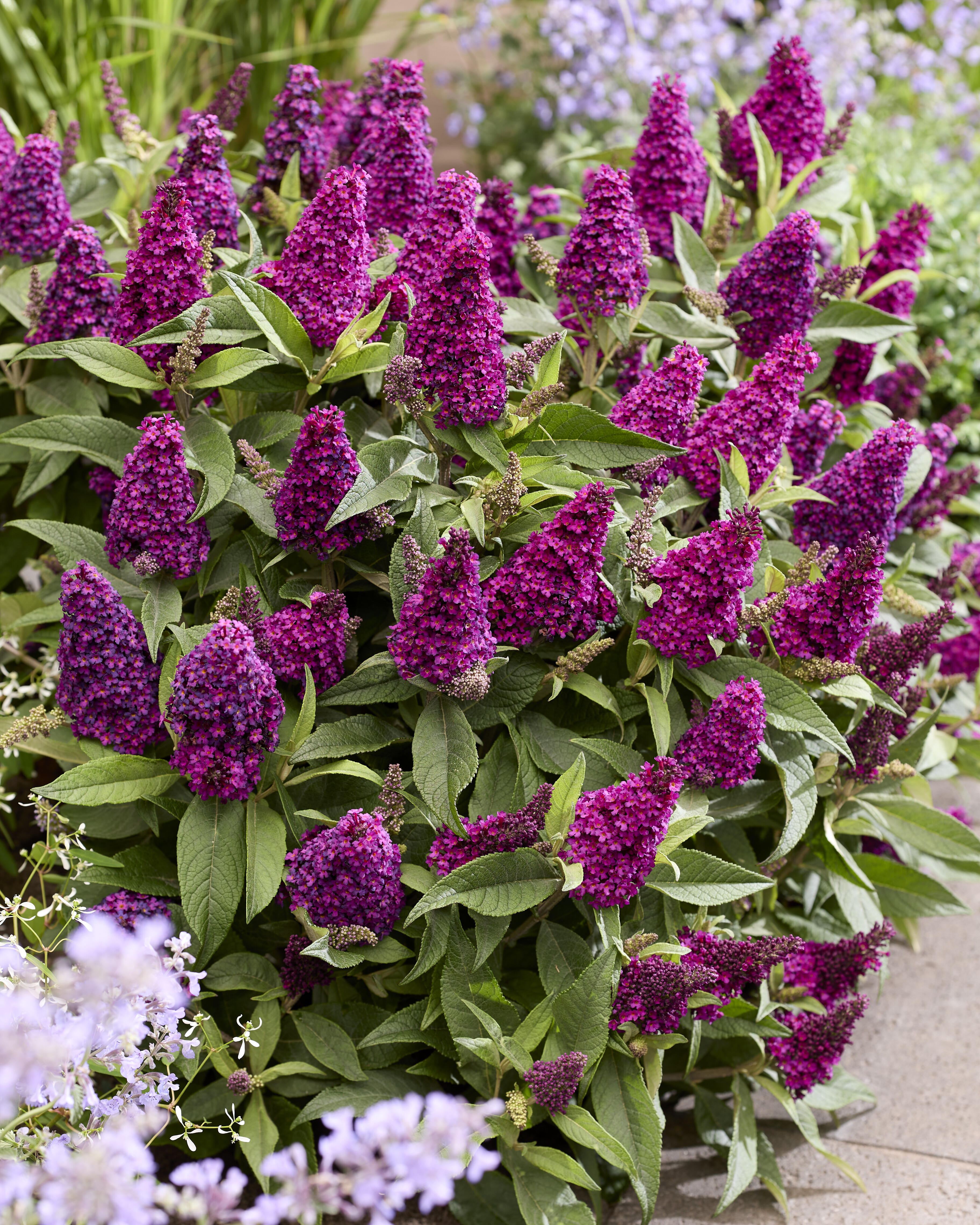 Buddleja davidii ´Butterfly Candy® Little Magenta´ (´Botex 008´)Ⓢ 