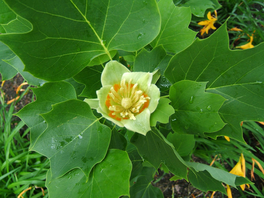Tulip Tree 