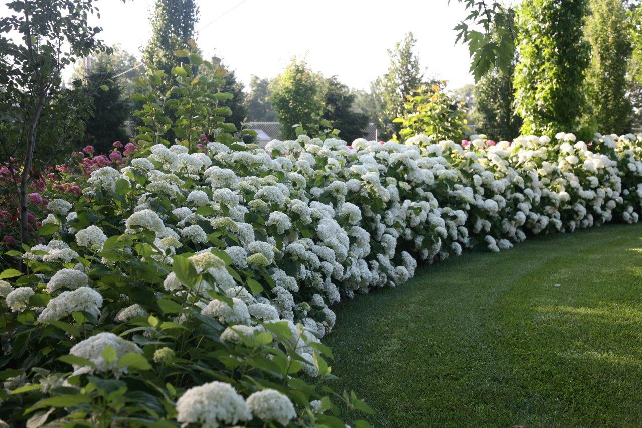 Hydrangea-arb-strong-annabelle_9