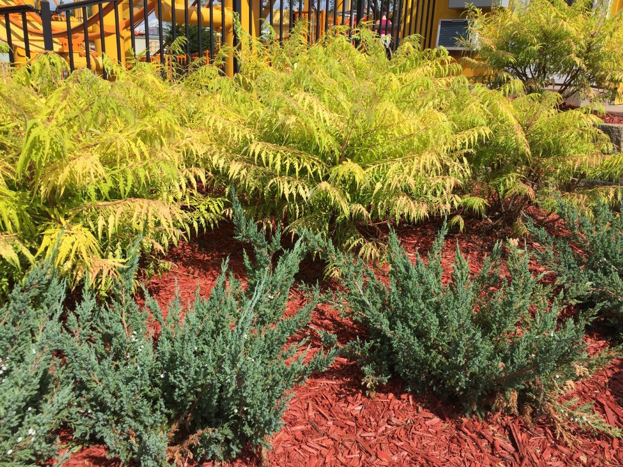 RHUS-typhina-Tiger-Eyes-19